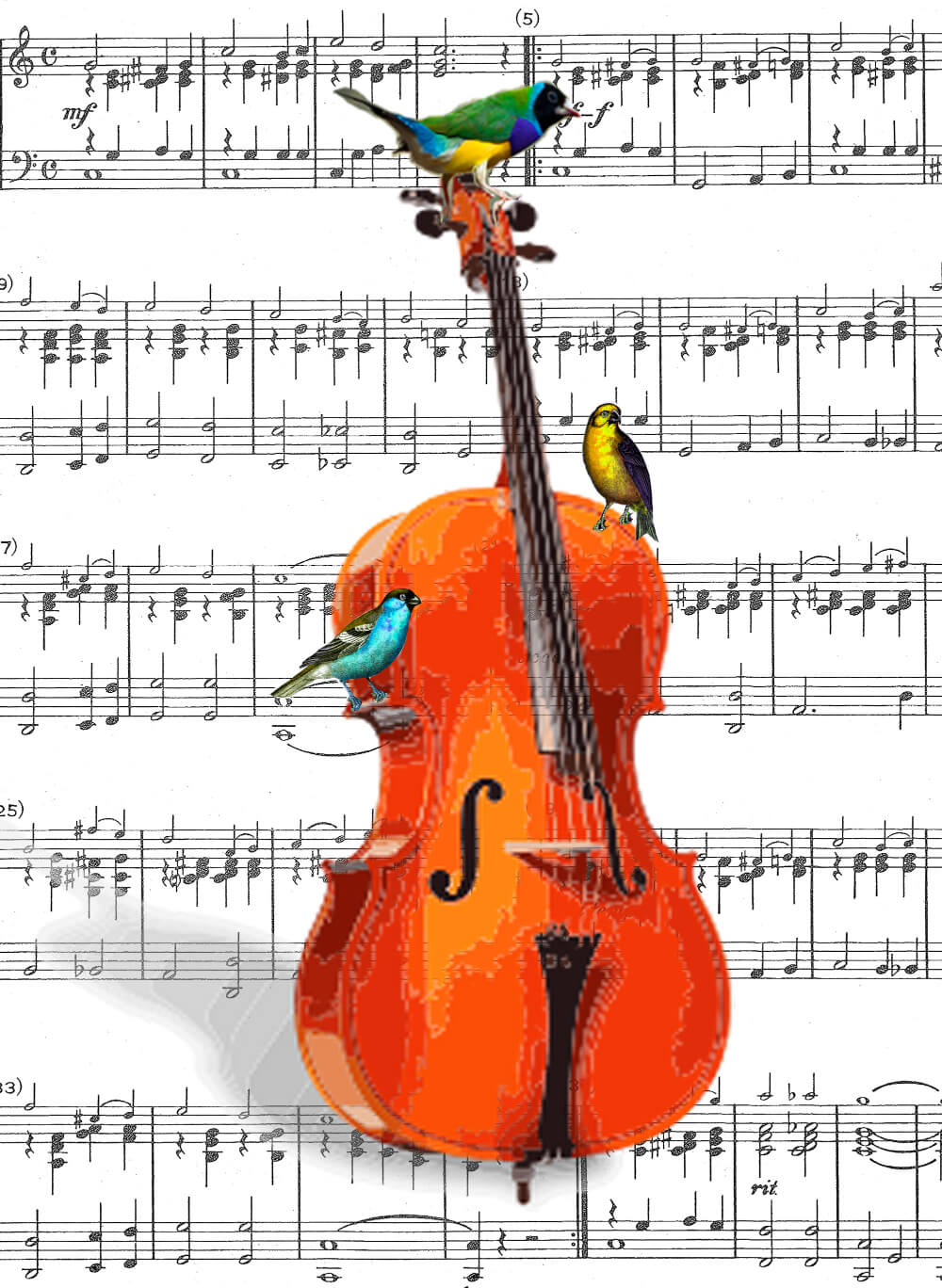 CELLO BIRD MUSIC PRINT