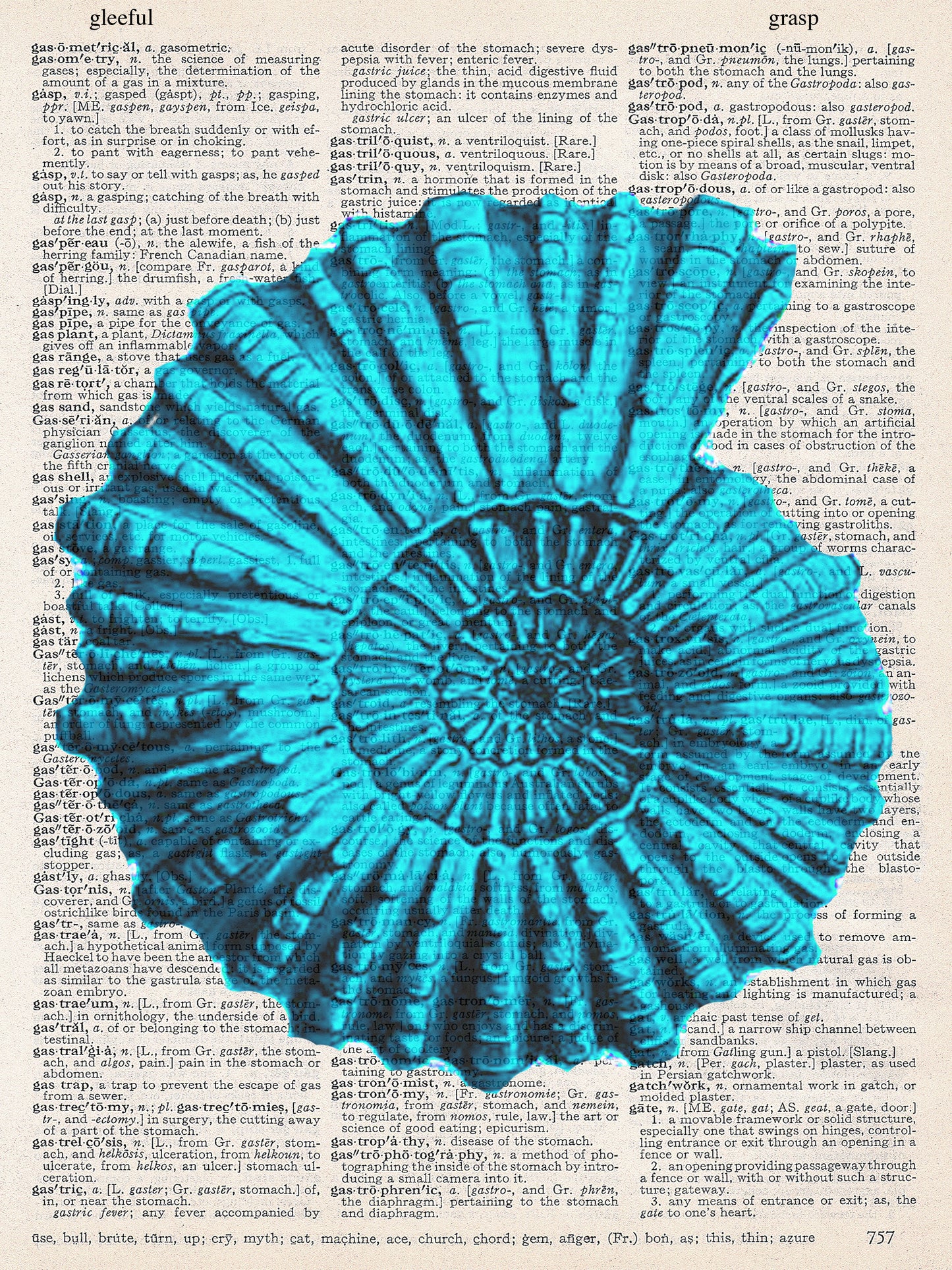 AMMONITE SHELL PRINT